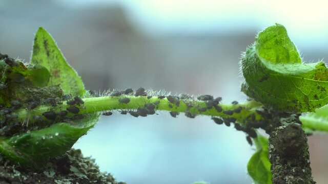 A colony of ants farming aphids in Close-up - 4K  Macro of insect pests - plant lice, vegetable fly, black fly white juice from plants.