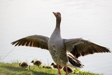 Family geese, goose protects his children spreading the feathers