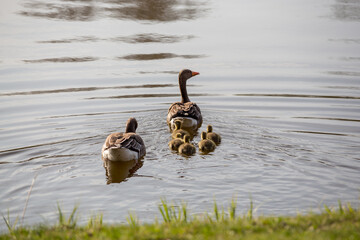 Family geese on the lake