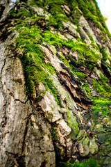 Closeup of a tree bark with green moss. The invoice of the nature and environment. High quality photo