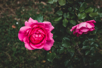A large bud of a pink rose on a fot of dark green foliage. Beautiful flowers in the garden