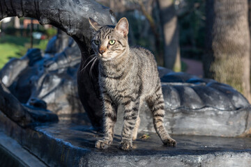 Colorful Cute Cat on the street.