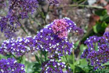 Purple Flowers