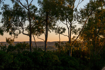 sunset in the forest