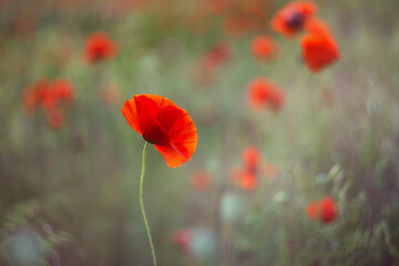 Obraz premium Red poppy close-up on a blurry green background with a copy of the space