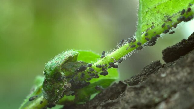 A colony of ants farming aphids in Close-up - 4K  Macro of insect pests - plant lice, vegetable fly, black fly white juice from plants.