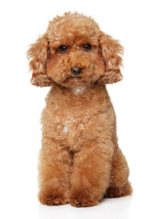 Poodle puppy sits on white background