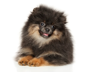 Happy Pomeranian puppy resting