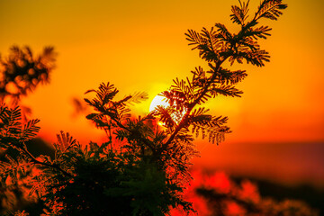 Sunset in the summer season in Sierras