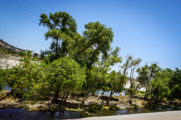mangrove forest in thailand