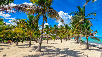 Fototapeta premium palm trees on the beach with a cloudy sky