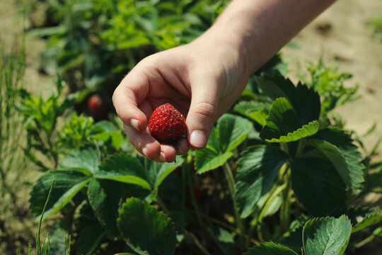 Agritourism, Working In The Field. Collecting Fruits.