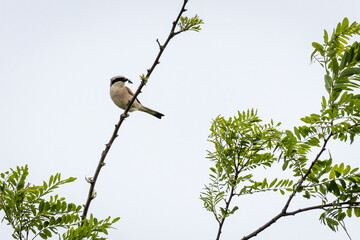 Red-backed shrike (Lanius collurio)