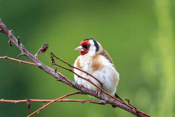 Young European goldfinch (Carduelis carduelis)