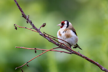 Young European goldfinch (Carduelis carduelis)