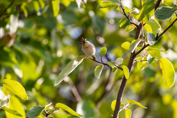 Quince (Cydonia oblonga) tree