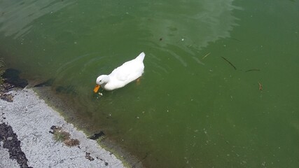 Pato en el lago