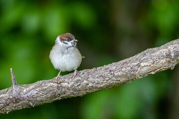 Eurasian tree sparrow (Passer montanus)