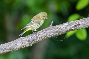 European serin (Serinus serinus)