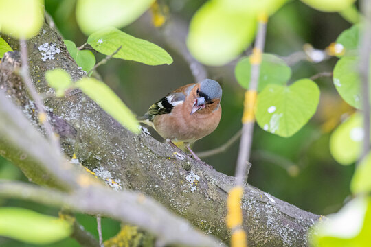 Common chaffinch (Fringilla coelebs)