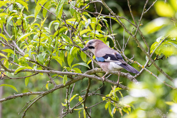 Eurasian Jay (Garrulus Glandarius)