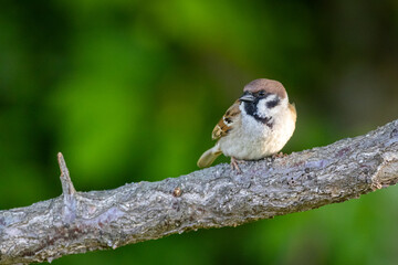 Eurasian tree sparrow (Passer montanus)