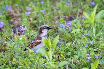 House Sparrow (Passer domesticus)