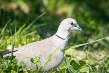 Eurasian collared dove (Streptopelia decaocto) in the garden