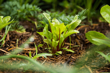 Obraz premium pequeñas hojas creciendo en la tierra 