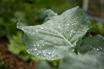 Hoja verde con gotas de lluvia en la naturaleza, close-up. 