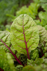 Hoja de verdura fresca en huerta orgánica con gotas de lluvia 