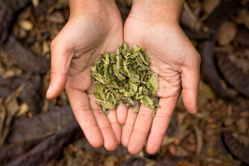 manos de mujer sostienen hierbas medicinales para la salud natural 
