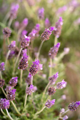 flores de lavanda color violáceo en un jardin 
