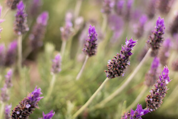 flores de lavanda en un jardín 