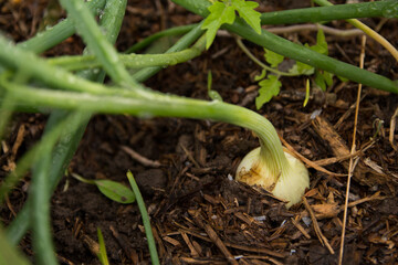 the onion growing on the soil in organic vegetable garden