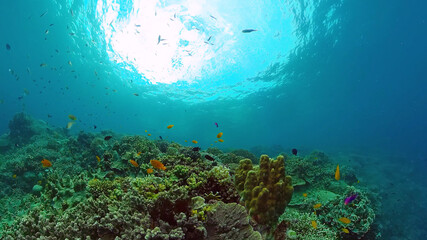 Tropical fishes and coral reef, underwater footage. Seascape under water. Panglao, Philippines.