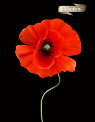 Red Poppy isolated on black background. 3d Realistic Vector