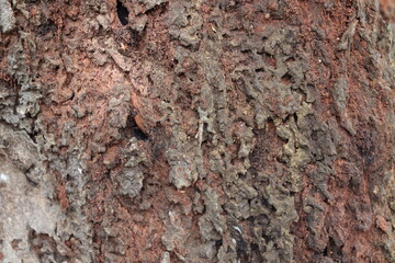 Texture of old tree bark