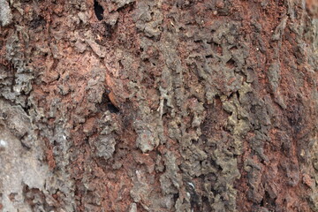 Texture of old tree bark