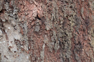 Texture of old tree bark