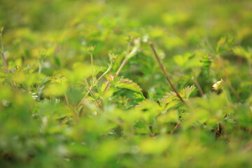 Grass background, green background