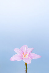 Lily Flower.