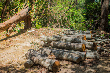 Deforestation environmental problem, 
Illegal smuggle in the forest.