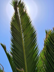 Fototapeta premium A palm leaf with the bright sun