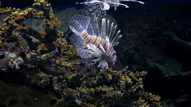 A venomous but amazingly beautiful Lion Fish swimming in a large aquarium.
