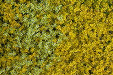 Background image - flowerbed completely covered with small yellow and white flowers.