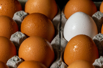 White Egg Mixed in with Brown Eggs in two dozen egg carton fresh wet chicken egg stock photograph