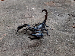 Big black scorpion lives in the wilderness, and hides under a burrow, it is a dangerous reptile that can harm human.