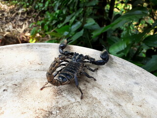 Big black scorpion lives in the wilderness, and hides under a burrow, it is a dangerous reptile that can harm human.