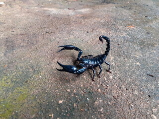 Big black scorpion lives in the wilderness, and hides under a burrow, it is a dangerous reptile that can harm human.